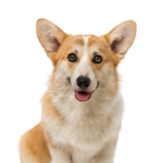 Petland Dunwoody Pembroke Welsh Corgi