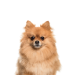 Petland Dunwoody Pomeranian