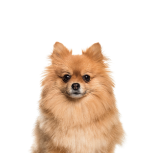 Pomeranian - Puppies Sale