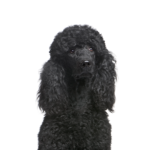 Petland Dunwoody Puppies For Sale Poodle