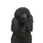 Petland Dunwoody Poodle