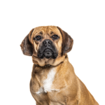 Petland Dunwoody Puggle