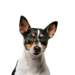 Petland Dunwoody Rat Terrier