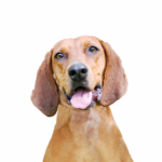 Petland Dunwoody Redbone Coonhound