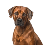 Petland Dunwoody Rhodesian Ridgeback