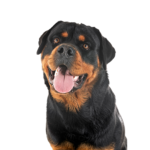 Petland Dunwoody Puppies For Sale Rottweiler