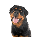 Petland Dunwoody Rottweiler