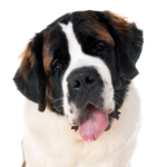 Petland Dunwoody Saint Bernard