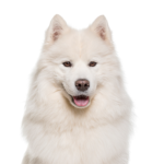 Petland Dunwoody Samoyed