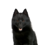 Petland Dunwoody Schipperke