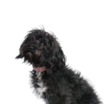 Petland Dunwoody Schnoodle