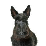 Petland Dunwoody Scottish Terrier