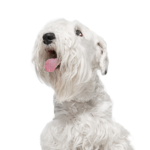 Petland Dunwoody Puppies For Sale Sealyham Terrier