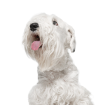 Petland Dunwoody Sealyham Terrier