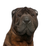 Petland Dunwoody Shar-Pei