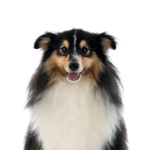 Petland Dunwoody Shetland Sheepdog