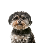 Petland Dunwoody Shih Poo