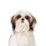 Petland Dunwoody Shih Tzu