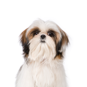 Shih Tzu puppies breed