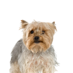 Petland Dunwoody Puppies For Sale Silky Terrier