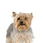 Petland Dunwoody Silky Terrier