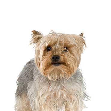 Silky Terrier - Petland For Sale