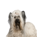 Petland Dunwoody Skye Terrier