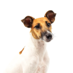 Petland Dunwoody Puppies For Sale Smooth Fox Terrier