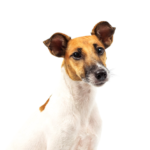 Petland Dunwoody Smooth Fox Terrier