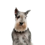 Petland Dunwoody Standard Schnauzer