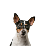 Petland Dunwoody Puppies For Sale Toy Fox Terrier