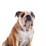 Petland Dunwoody Victorian Bulldog