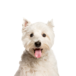 Petland Dunwoody Puppies For Sale West Highland Terrier