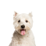 Petland Dunwoody West Highland Terrier