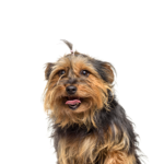 Petland Dunwoody Puppies For Sale Yorkie-Chon