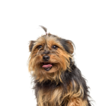 Petland Dunwoody Yorkie-Chon