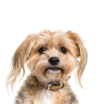 Petland Dunwoody Yorkiepoo