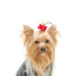 Petland Dunwoody Yorkshire Terrier