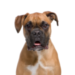 Petland Dunwoody Boxer