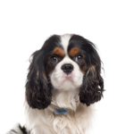 Petland Dunwoody Cavalier King Charles Spaniel