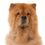 Petland Dunwoody Puppies For Sale Chow Chow