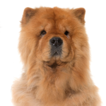 Petland Dunwoody Chow Chow