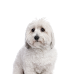 Petland Dunwoody Coton De Tulear