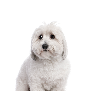 Coton Tulear Petland Puppies For Sale