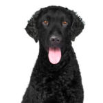 Petland Dunwoody Puppies For Sale Curly-Coated Retriever