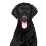 Petland Dunwoody Curly-Coated Retriever