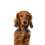 Petland Dunwoody Dachshund