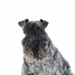 Petland Dunwoody Kerry Blue Terrier