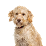 Petland Dunwoody Labradoodle