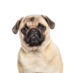 Petland Dunwoody Pug